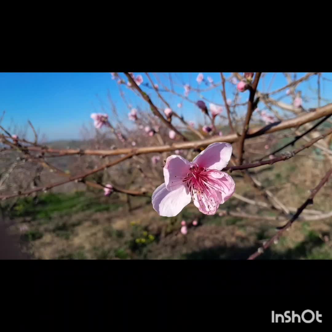 طبیعت