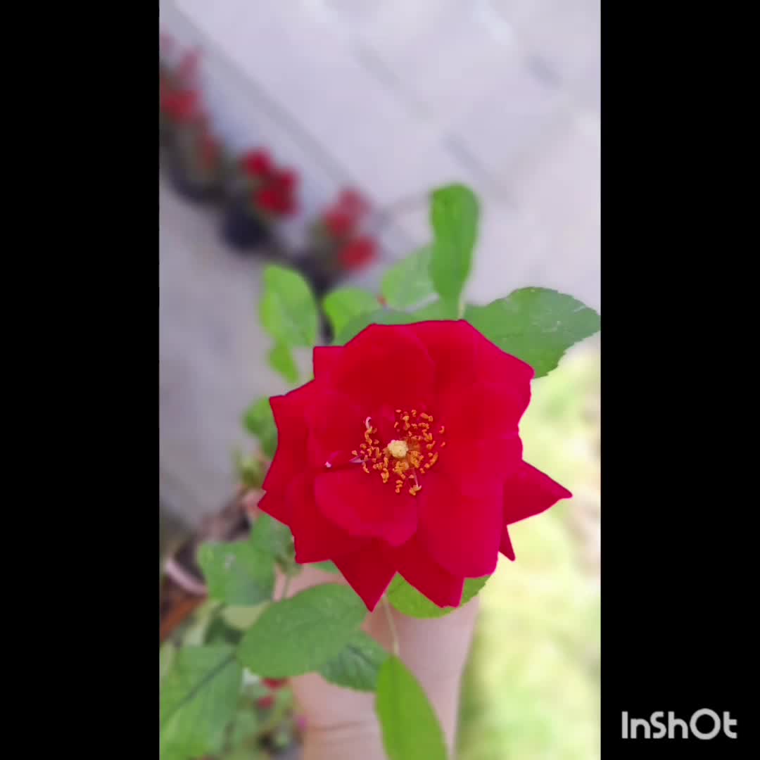 گل ها