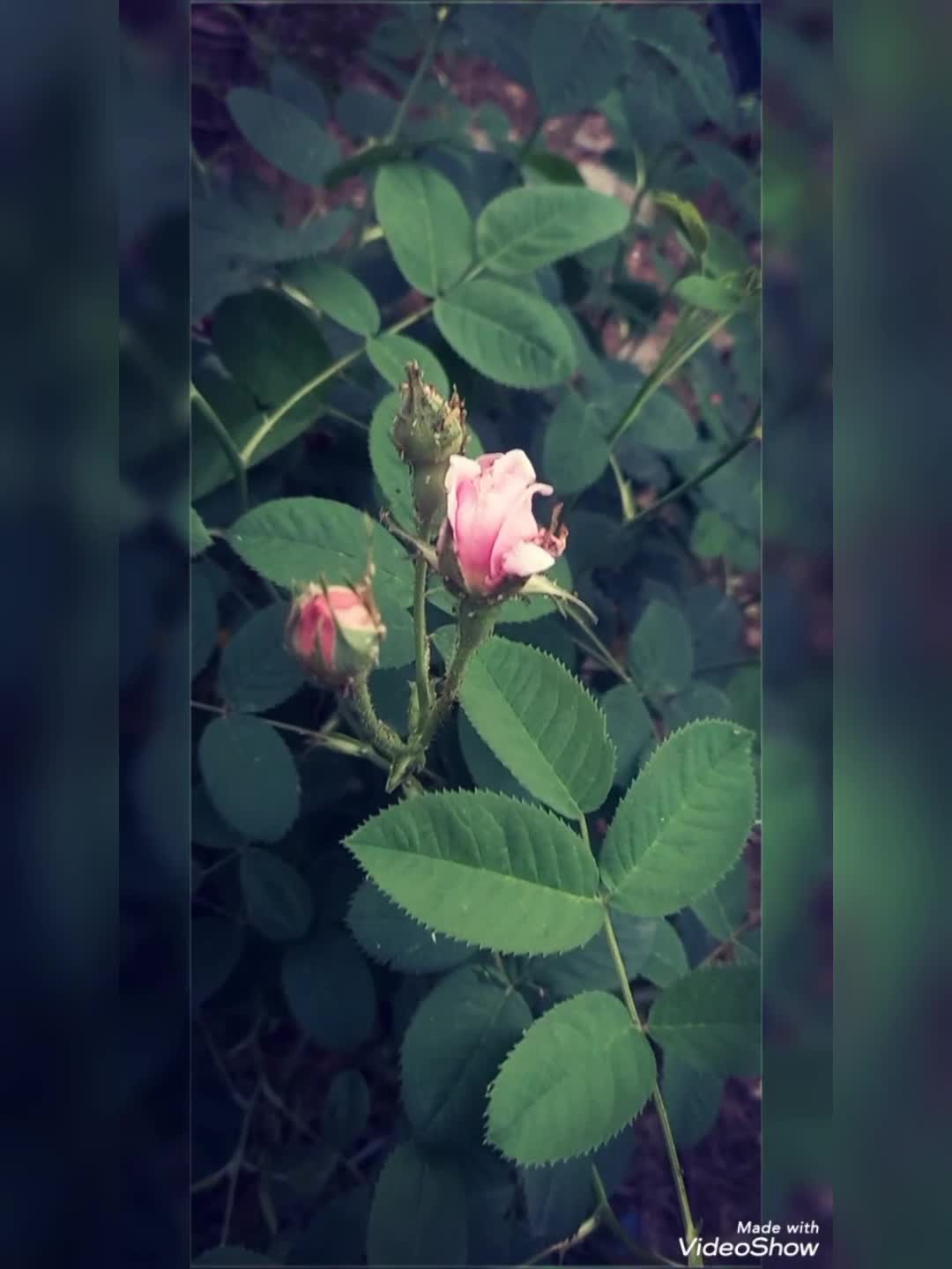 روز دختر
