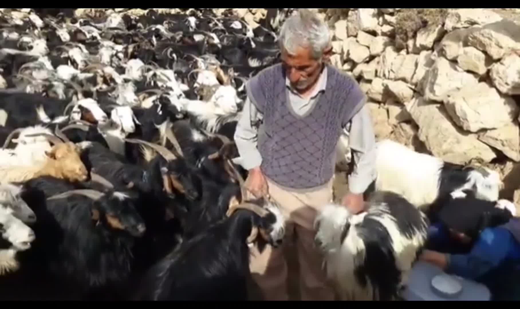 عشایر کوه بزیمنی