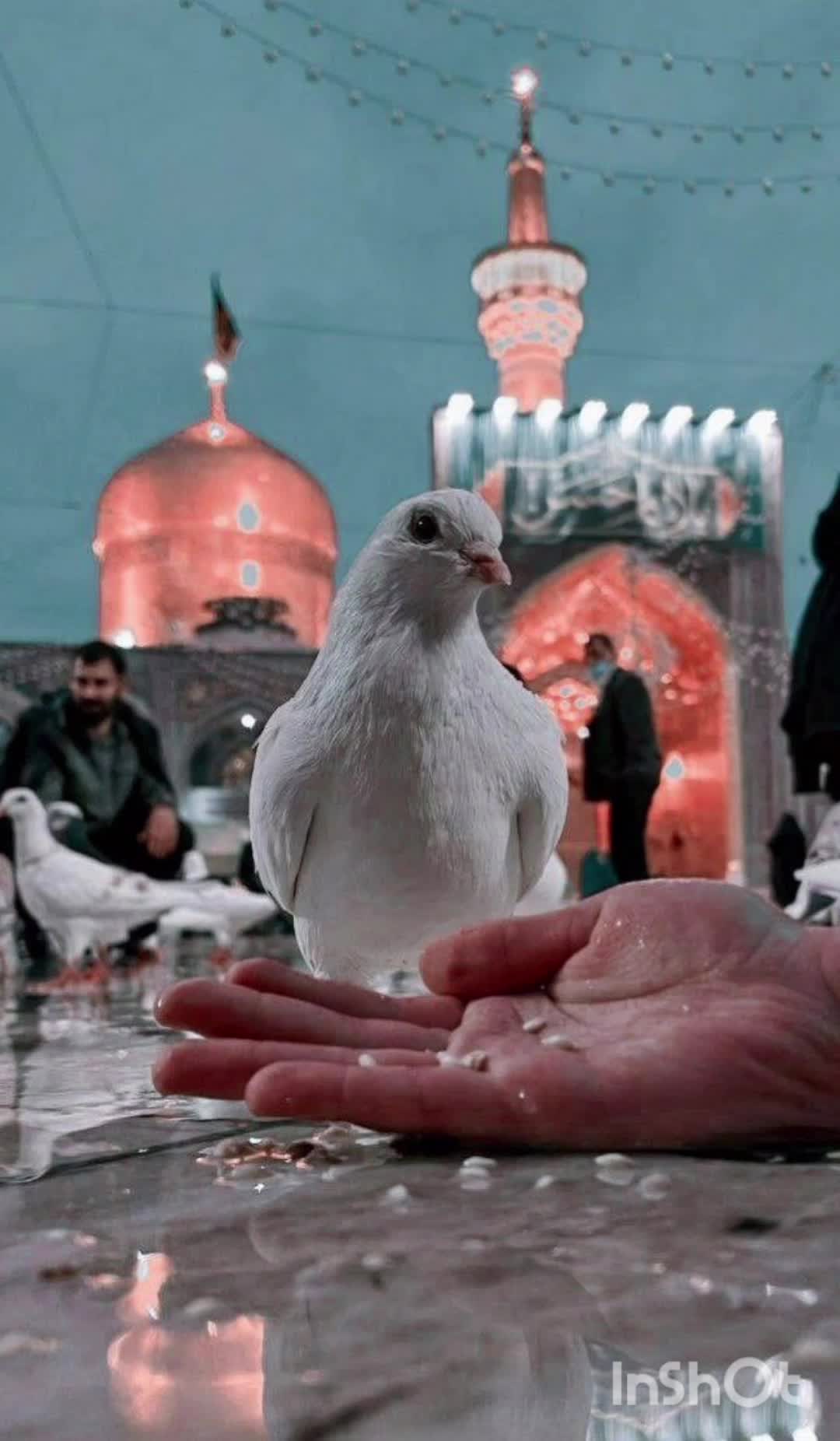 امام رضا